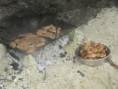 /album/galerie-de-photos-%3a-mon-amoureux-%c3%a0-mayotte-%3a-jeudi-6-mars/a3ieme-jour-iles-choasil-174-jpg/